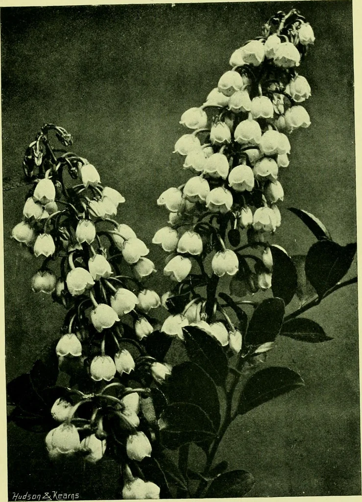 An illustration from Wall and water gardens, 1901, leaf 182
