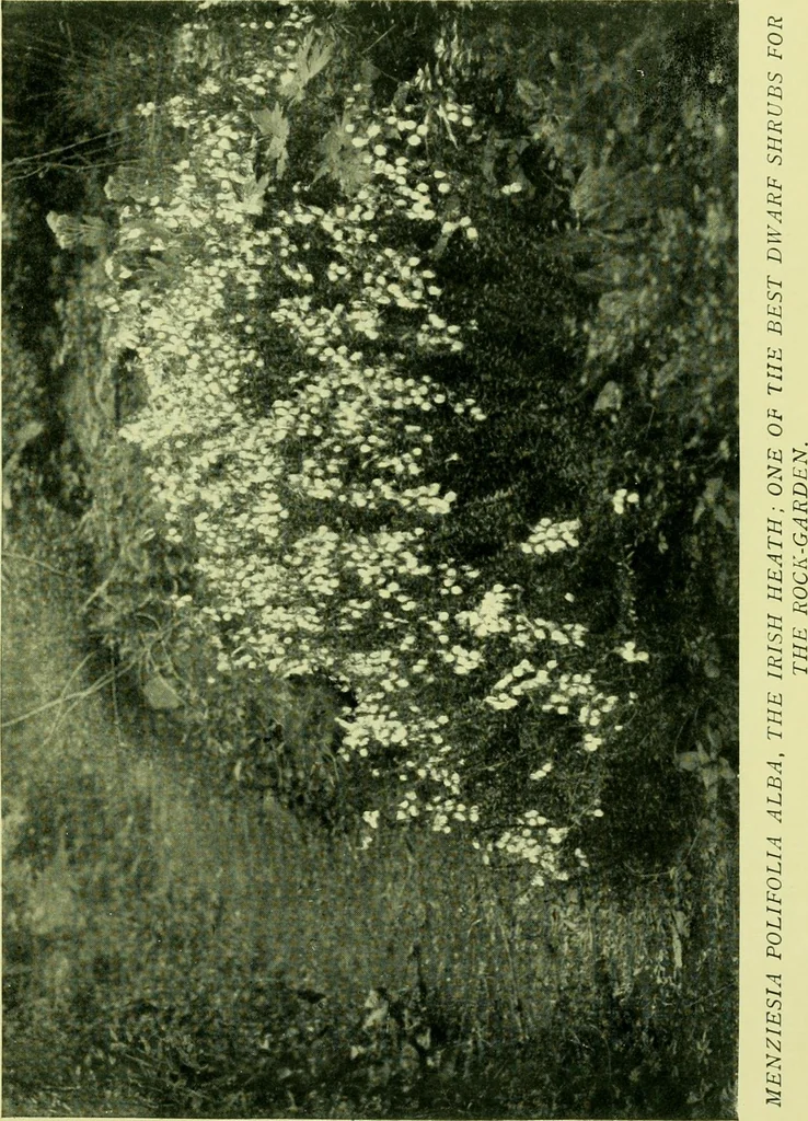 An illustration from Wall and water gardens, 1901, leaf 194
