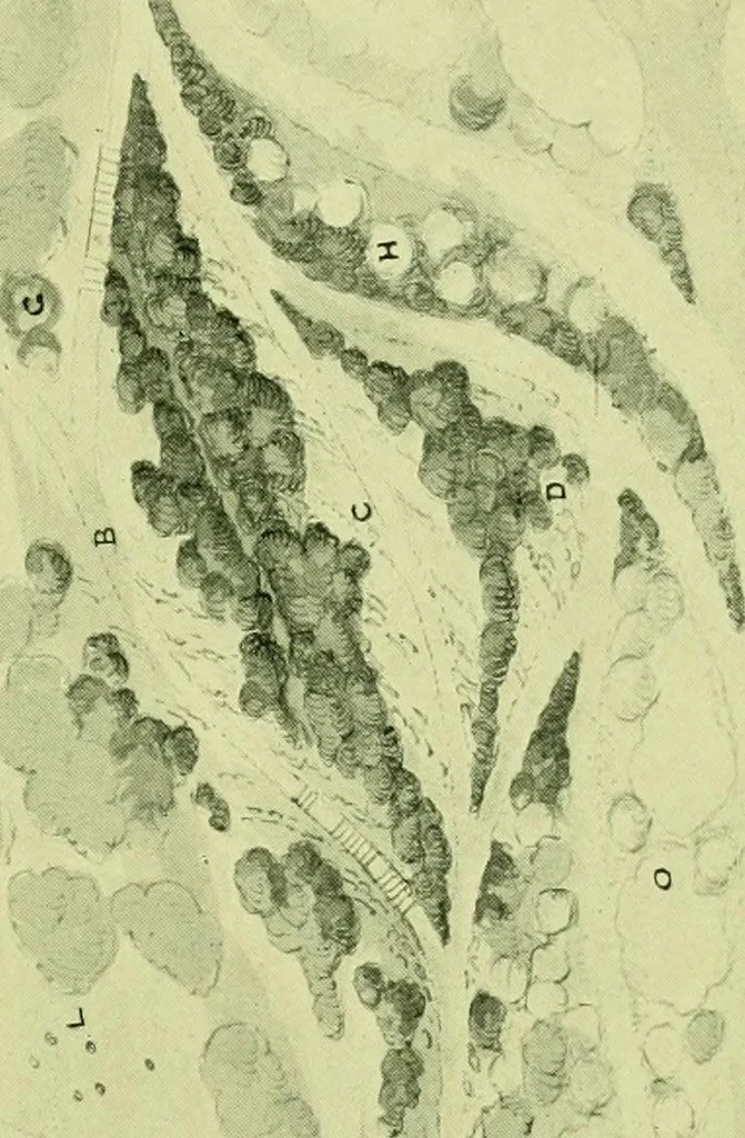 An illustration from Wall and water gardens, 1901, leaf 198