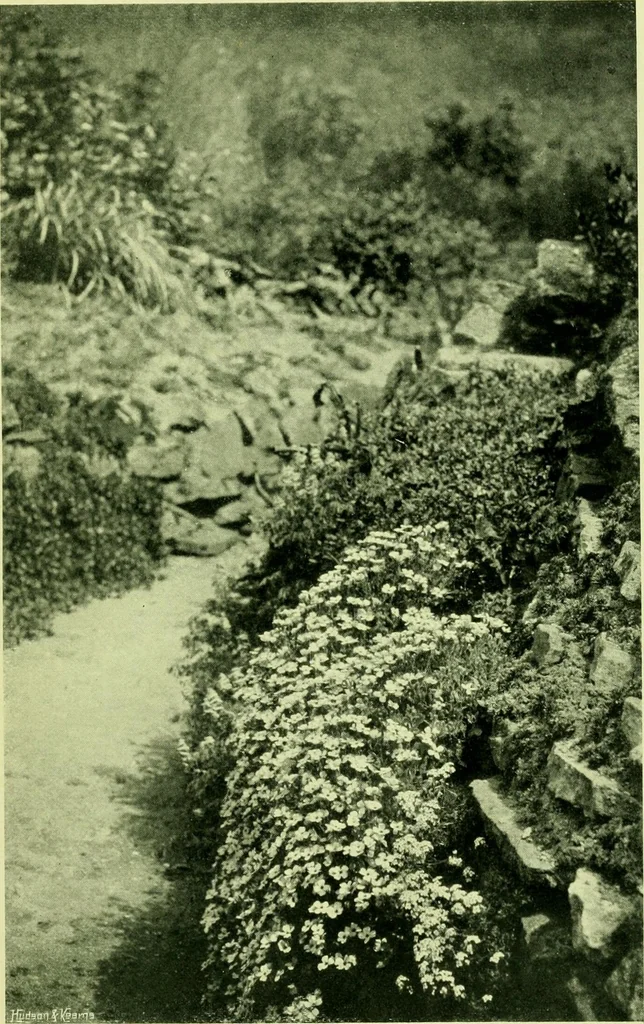 An illustration from Wall and water gardens, 1901, leaf 202