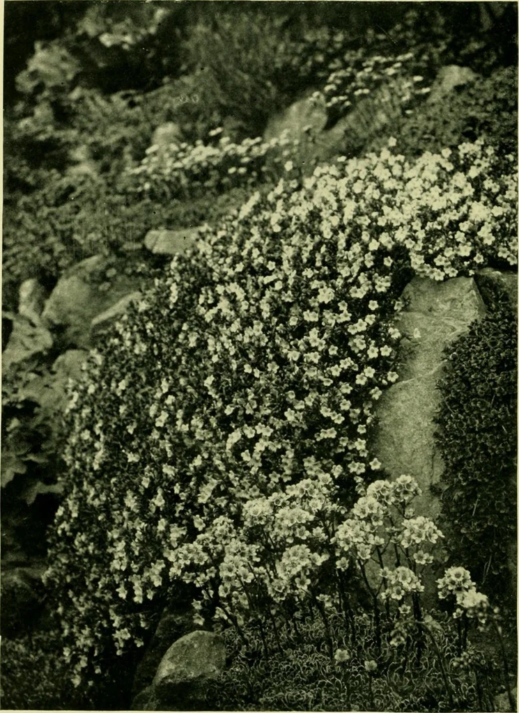 An illustration from Wall and water gardens, 1901, leaf 203