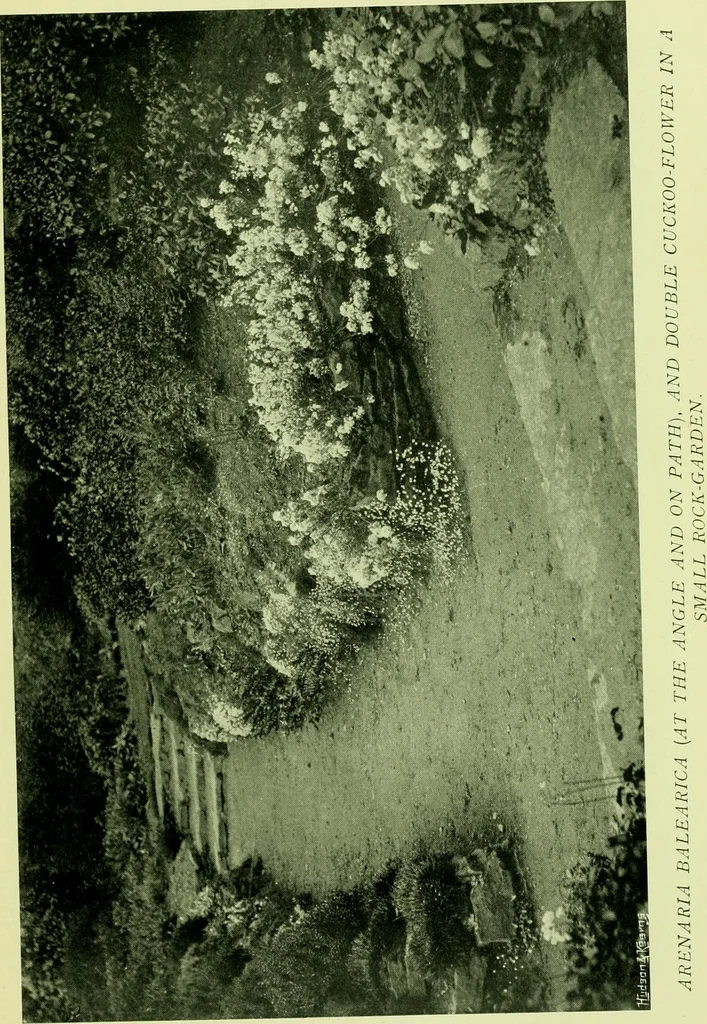 An illustration from Wall and water gardens, 1901, leaf 206