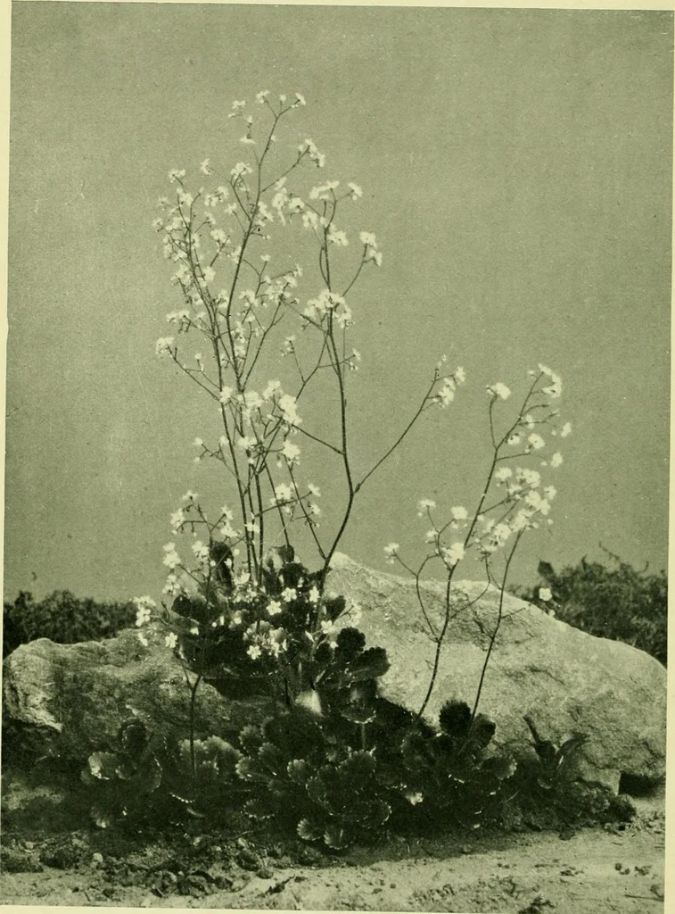 An illustration from Wall and water gardens, 1901, leaf 207