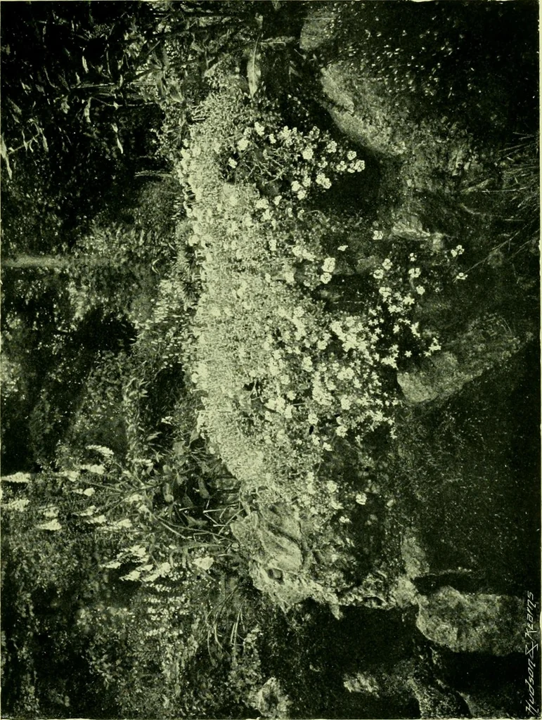 An illustration from Wall and water gardens, 1901, leaf 210