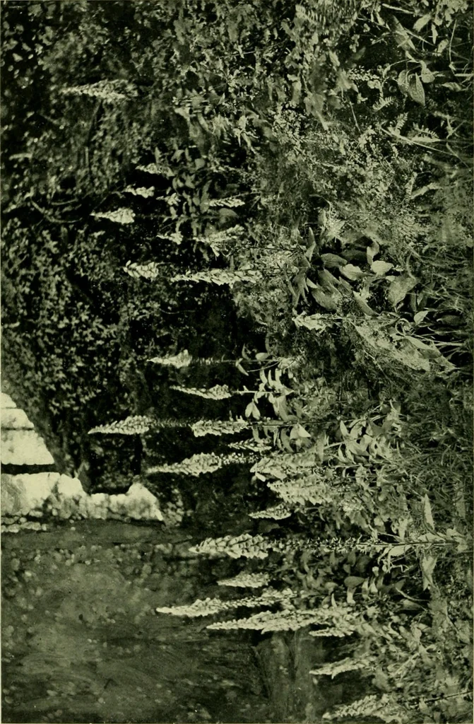 An illustration from Wall and water gardens, 1901, leaf 211