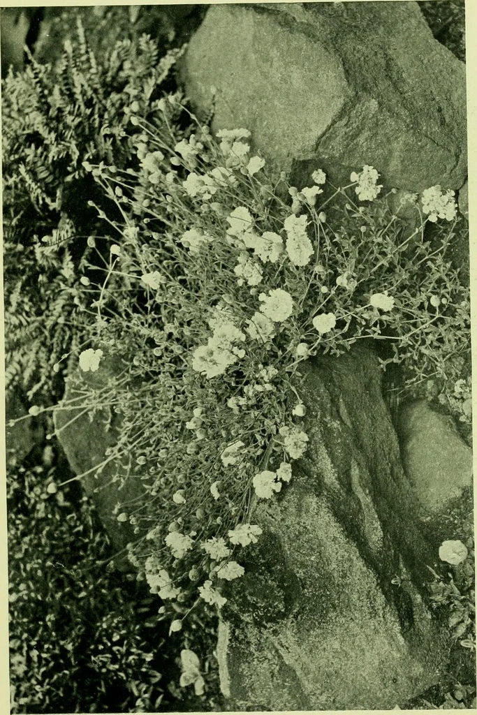 An illustration from Wall and water gardens, 1901, leaf 212