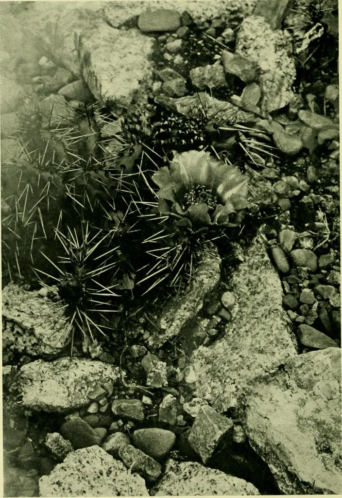 An illustration from Wall and water gardens, 1901, leaf 213