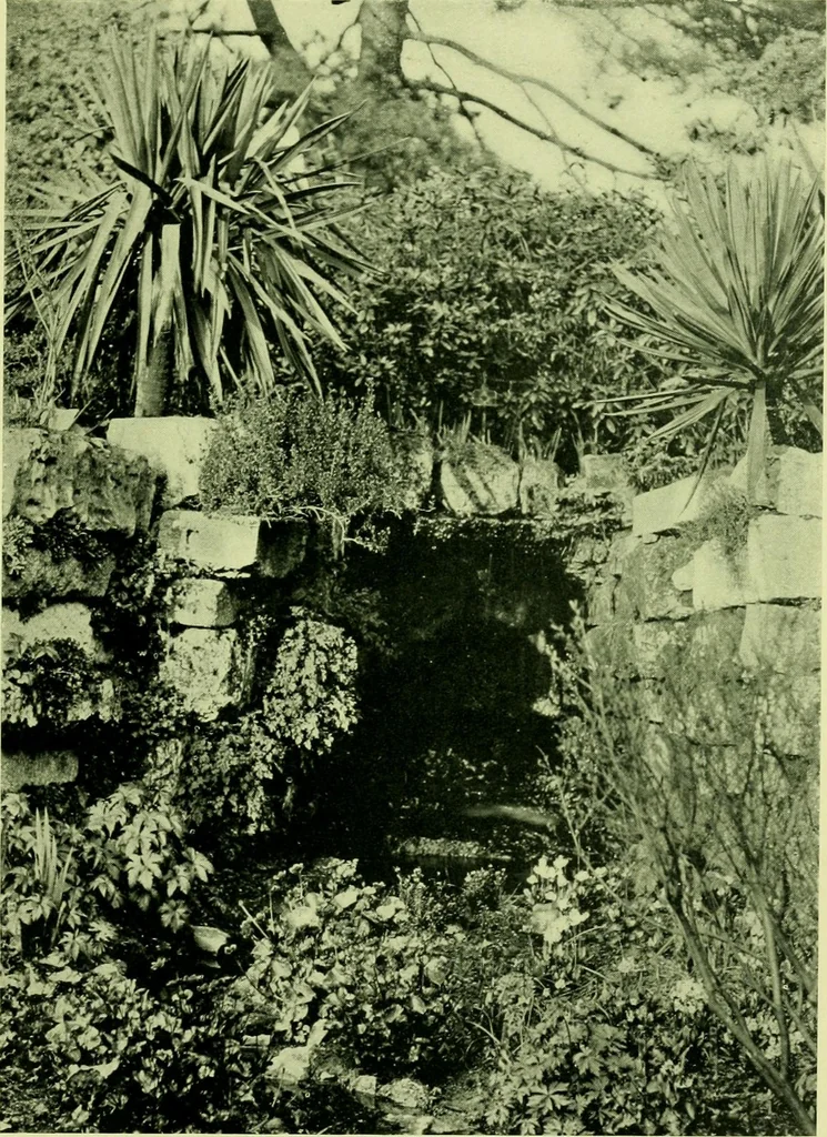 An illustration from Wall and water gardens, 1901, leaf 216
