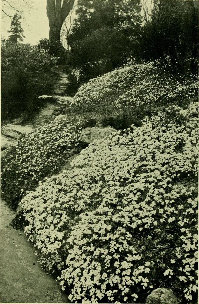 An illustration from Wall and water gardens, 1901, leaf 217