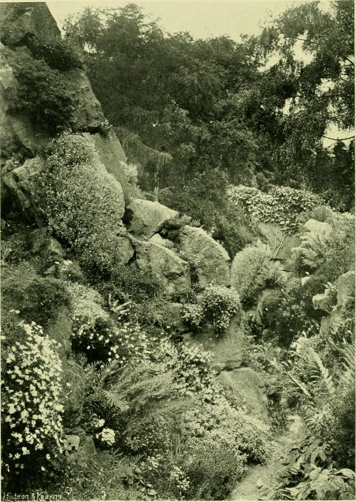 An illustration from Wall and water gardens, 1901, leaf 219