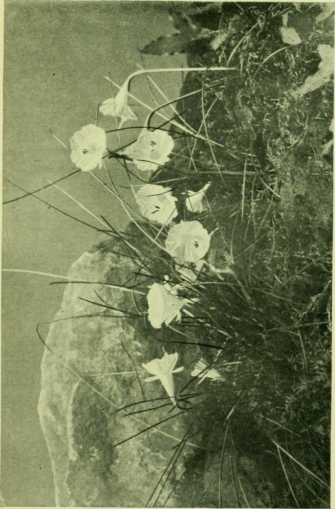 An illustration from Wall and water gardens, 1901, leaf 222