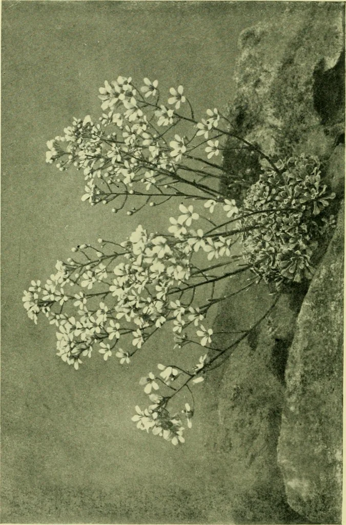 An illustration from Wall and water gardens, 1901, leaf 223