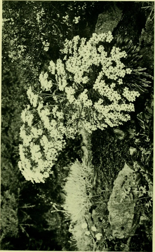 An illustration from Wall and water gardens, 1901, leaf 226