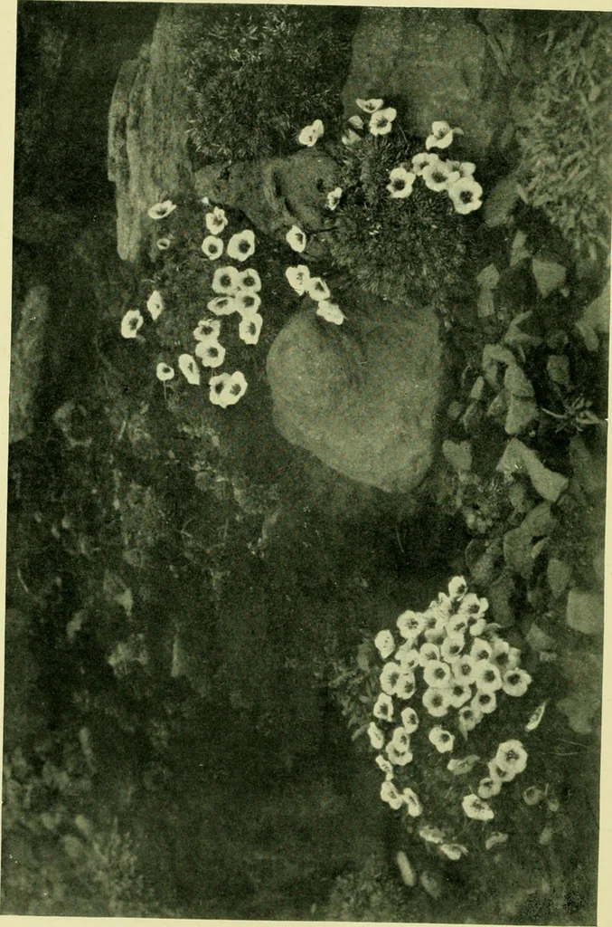 An illustration from Wall and water gardens, 1901, leaf 227