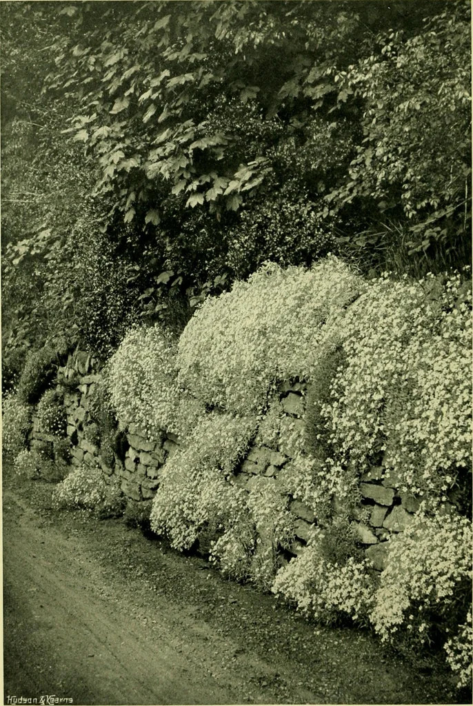 An illustration from Wall and water gardens, 1901, leaf 23