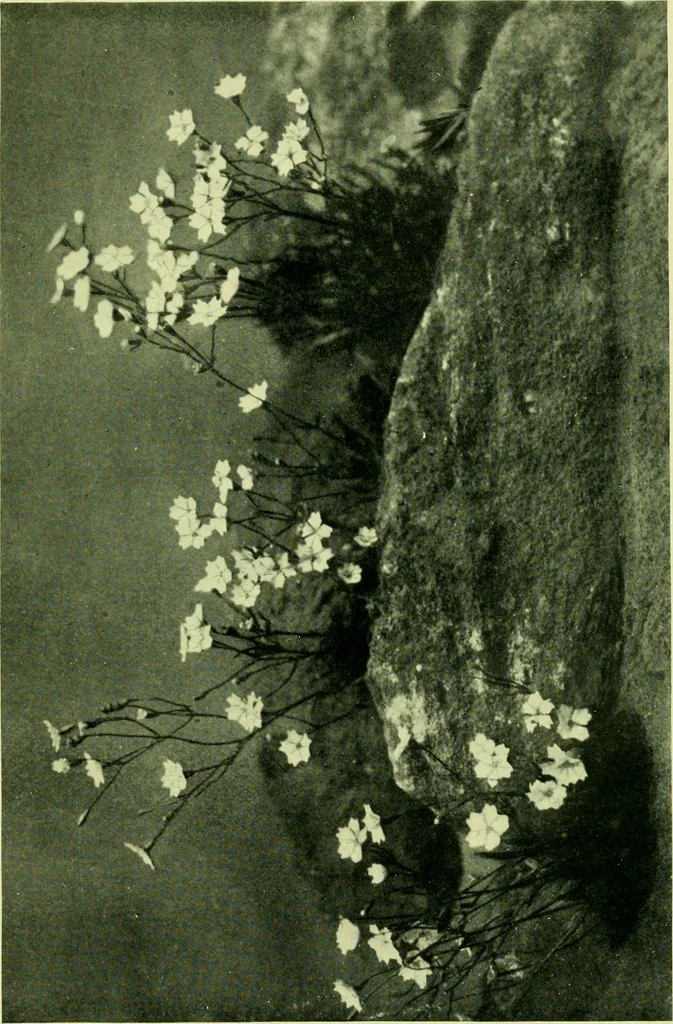 An illustration from Wall and water gardens, 1901, leaf 234