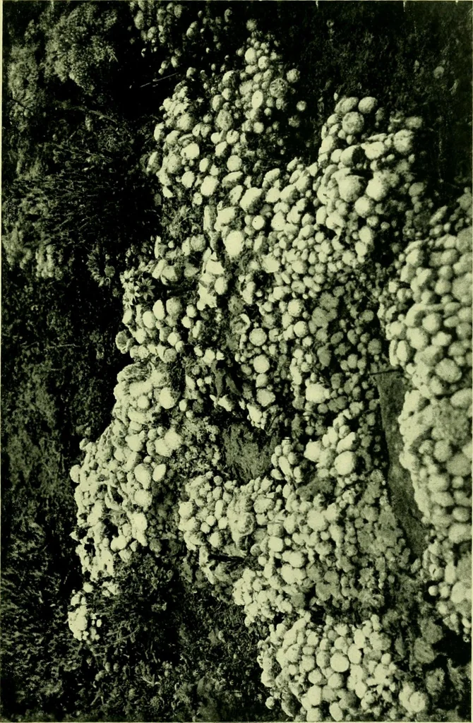 An illustration from Wall and water gardens, 1901, leaf 238