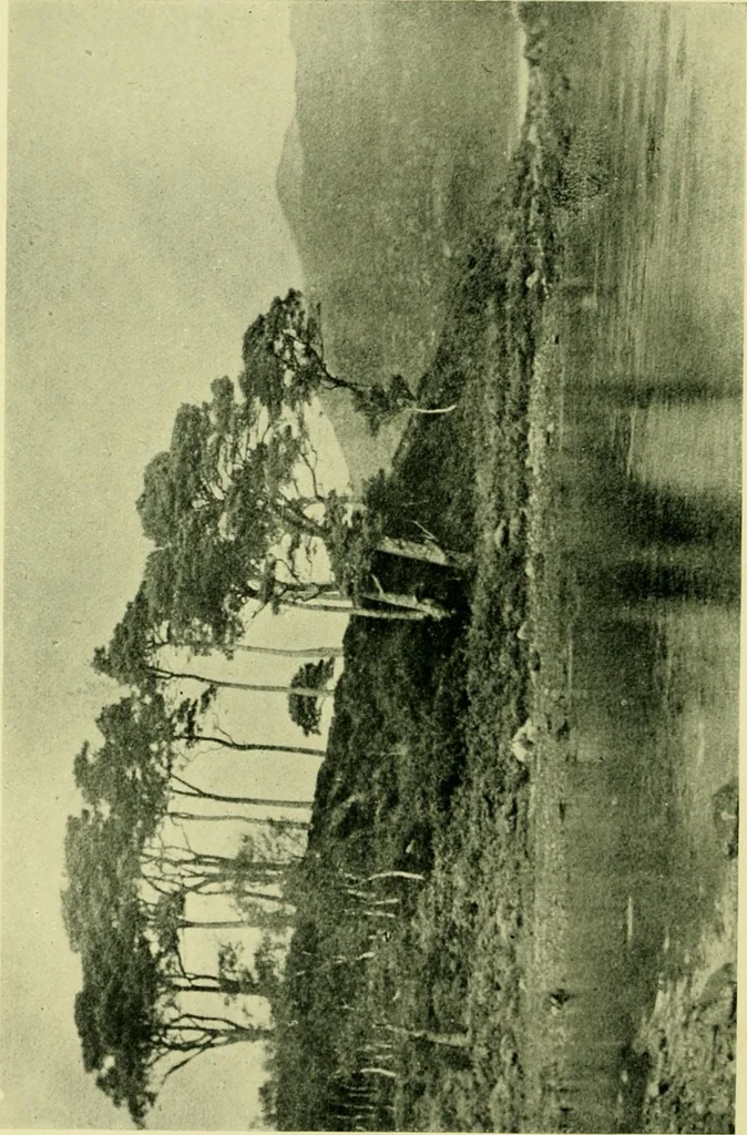 An illustration from Wall and water gardens, 1901, leaf 243