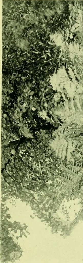 An illustration from Wall and water gardens, 1901, leaf 246