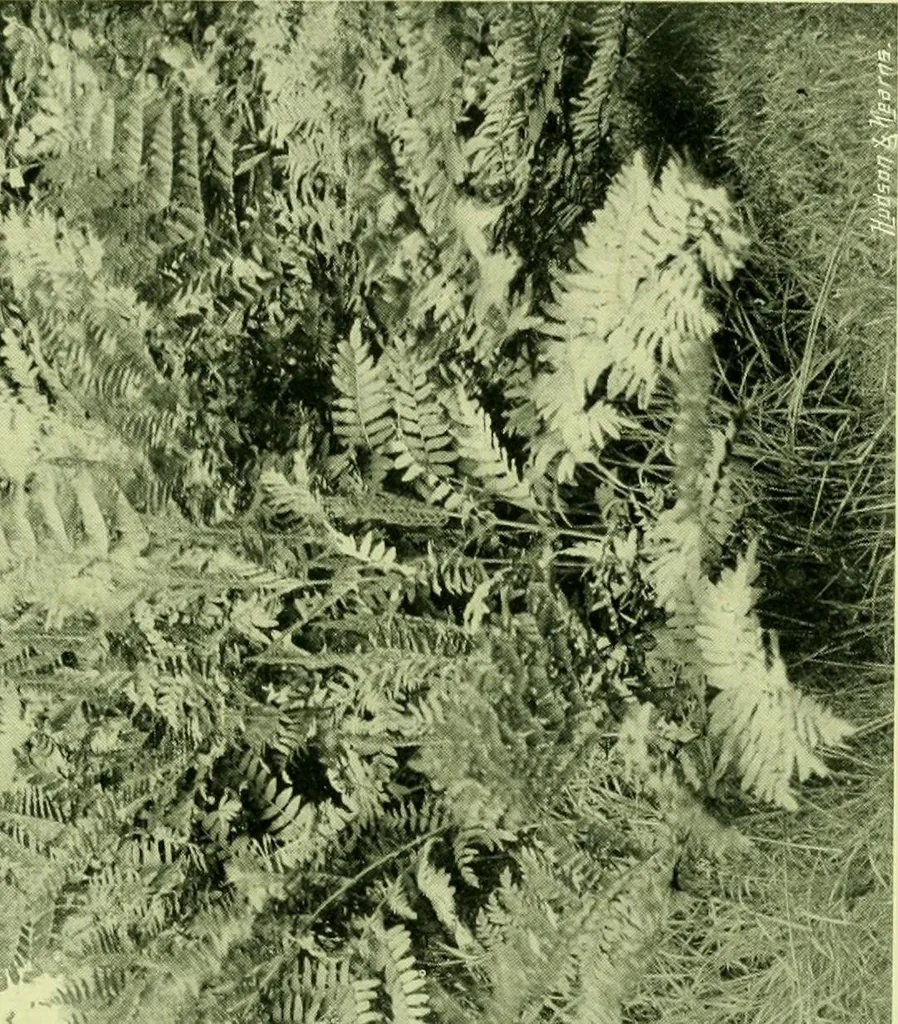 An illustration from Wall and water gardens, 1901, leaf 246