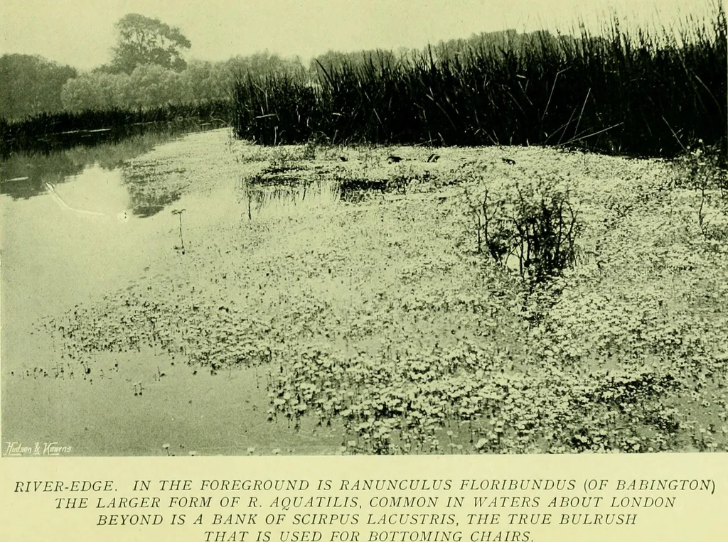 An illustration from Wall and water gardens, 1901, leaf 250