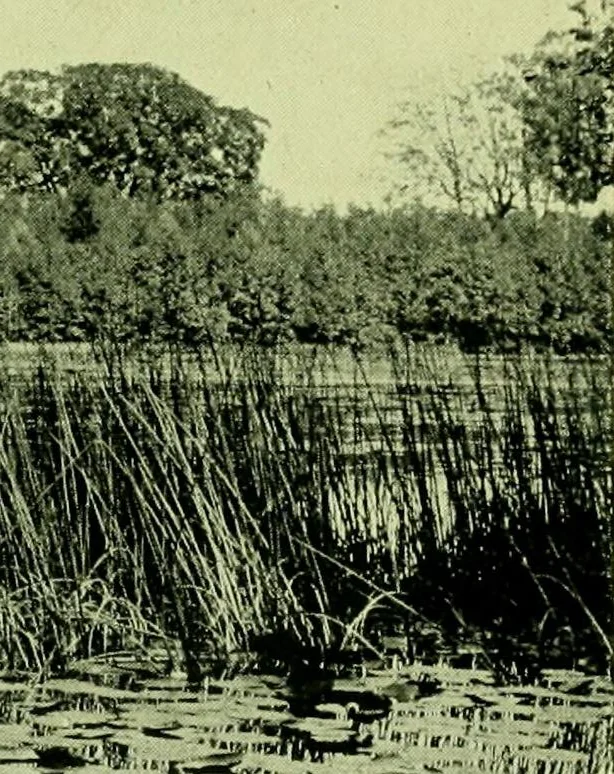 An illustration from Wall and water gardens, 1901, leaf 254