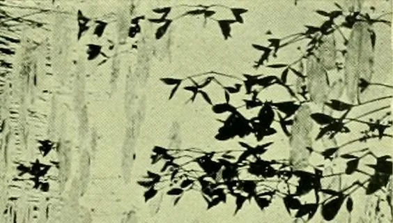 An illustration from Wall and water gardens, 1901, leaf 254