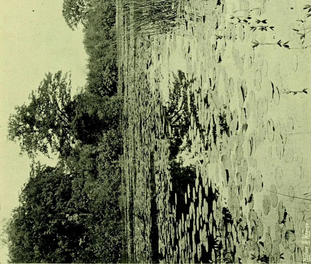 An illustration from Wall and water gardens, 1901, leaf 254