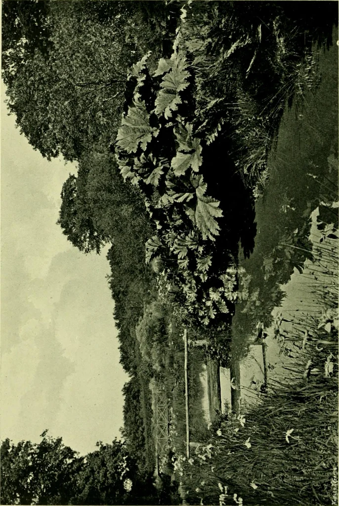 An illustration from Wall and water gardens, 1901, leaf 255