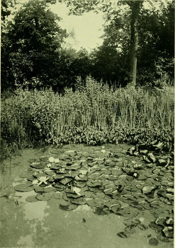 An illustration from Wall and water gardens, 1901, leaf 258