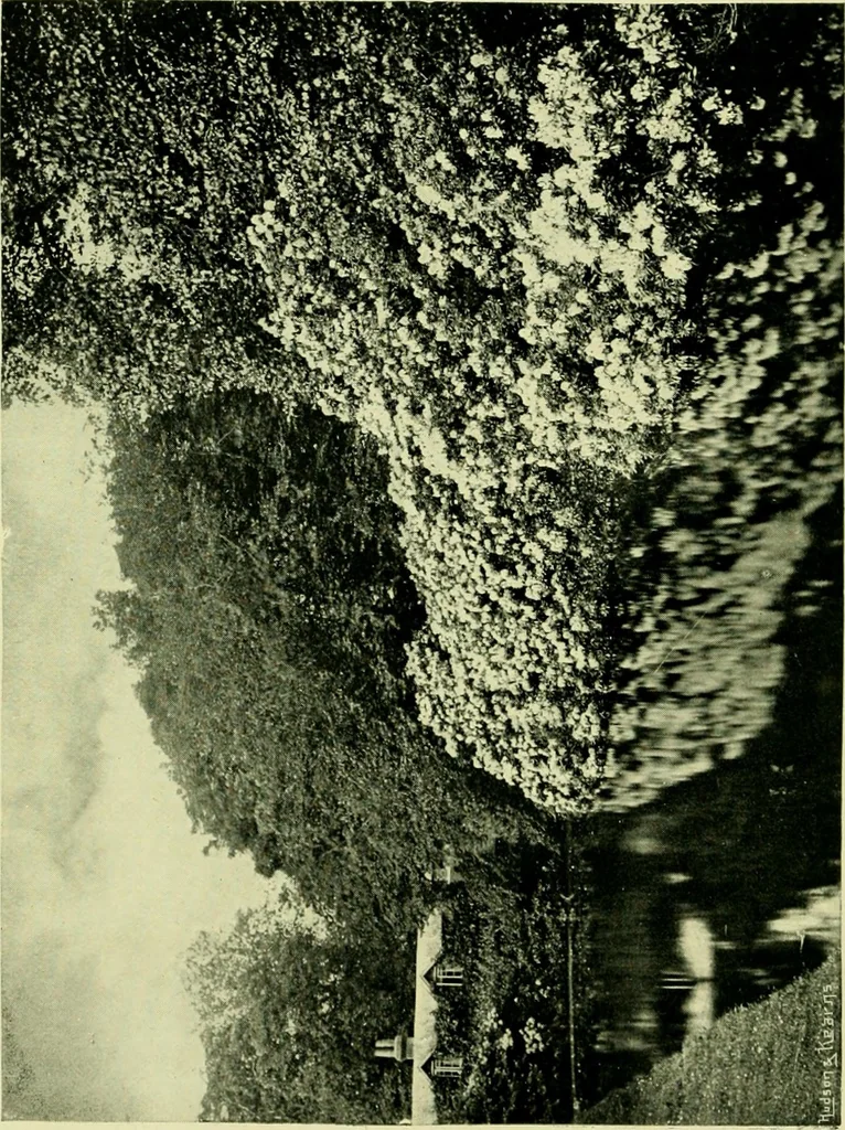 An illustration from Wall and water gardens, 1901, leaf 259