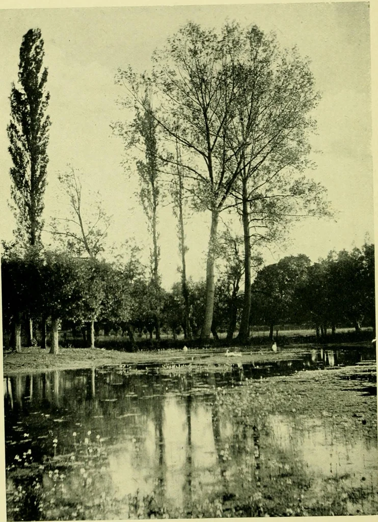 An illustration from Wall and water gardens, 1901, leaf 263