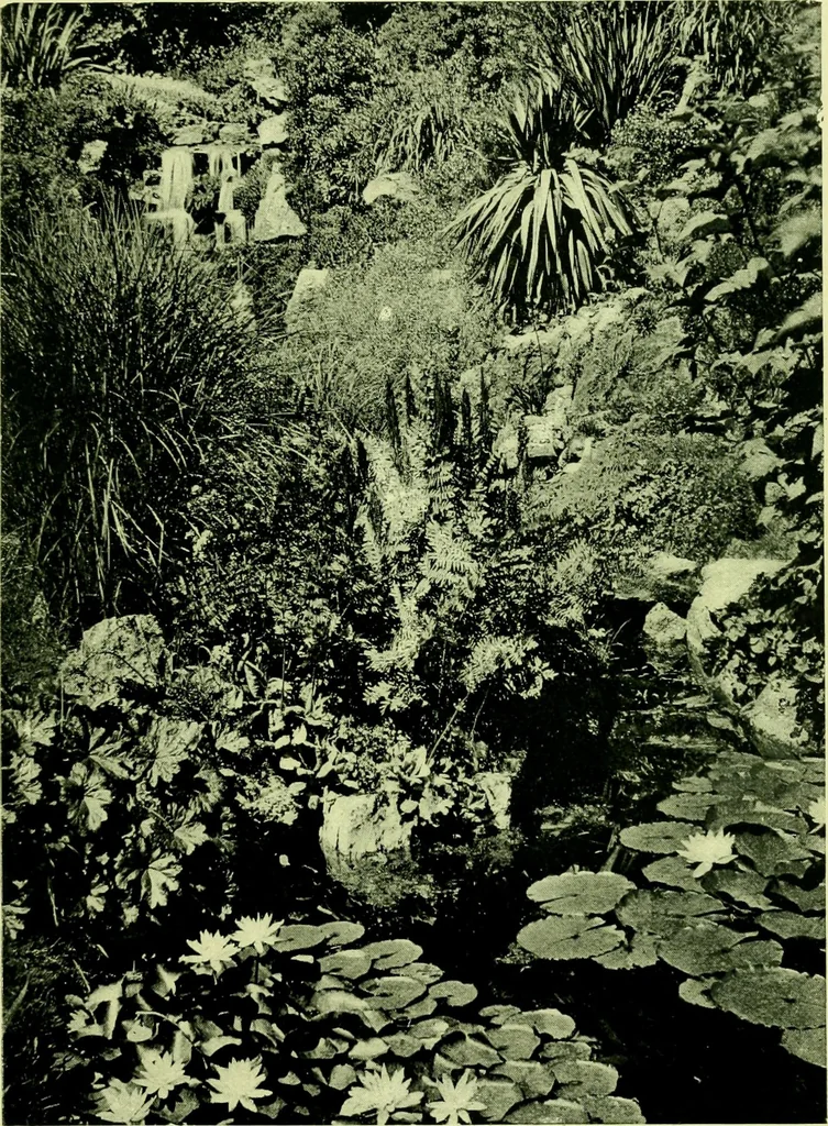 An illustration from Wall and water gardens, 1901, leaf 266