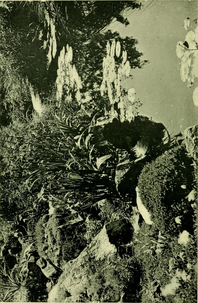 An illustration from Wall and water gardens, 1901, leaf 267