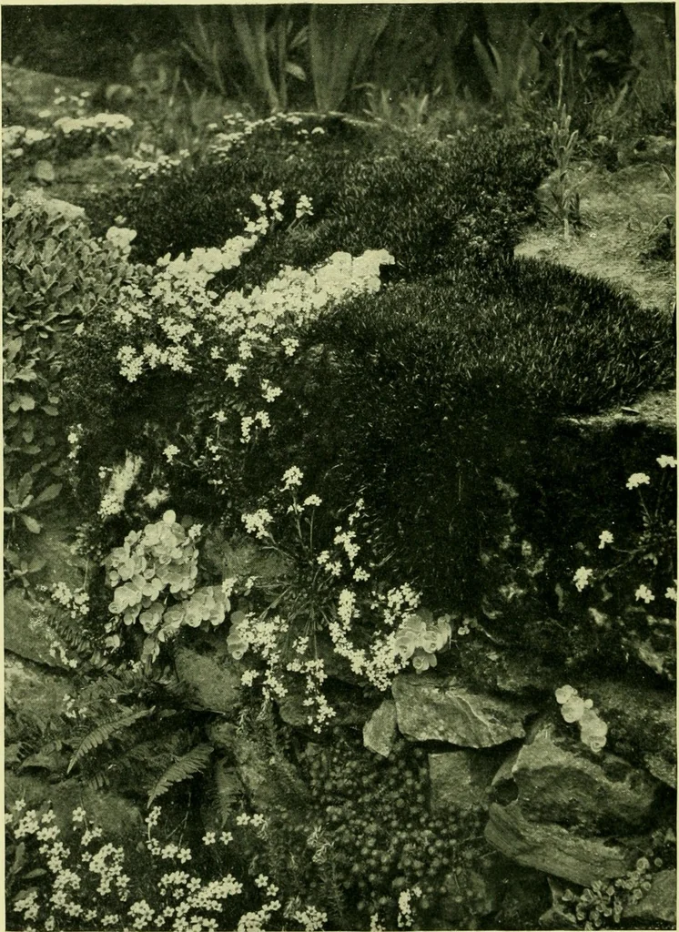 An illustration from Wall and water gardens, 1901, leaf 27