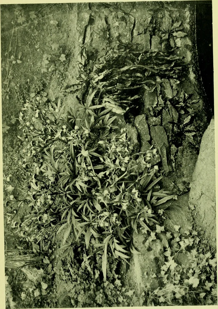An illustration from Wall and water gardens, 1901, leaf 286