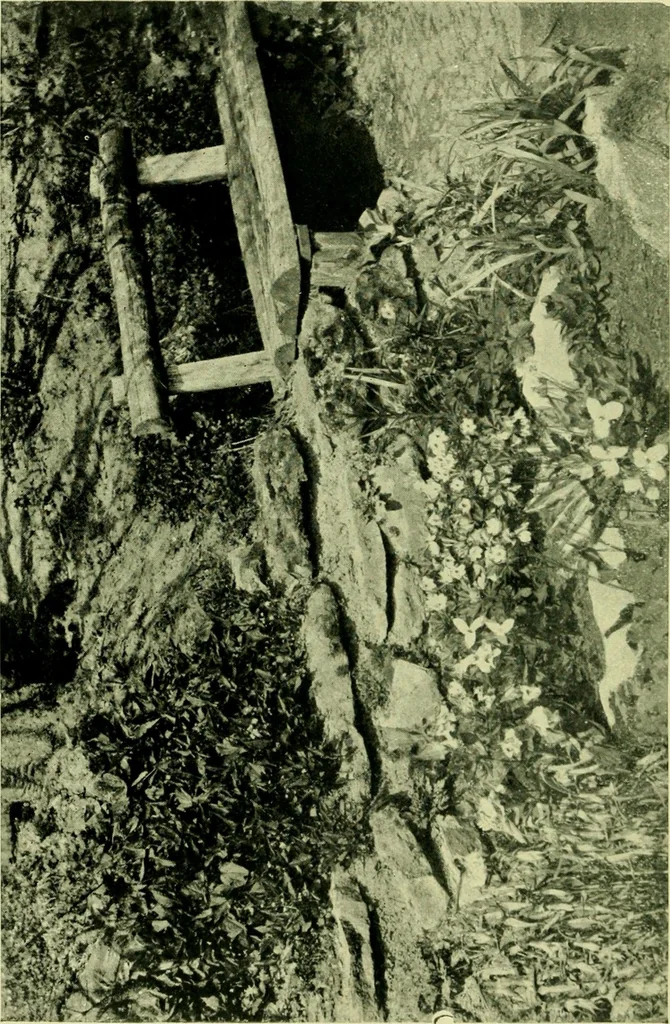 An illustration from Wall and water gardens, 1901, leaf 287