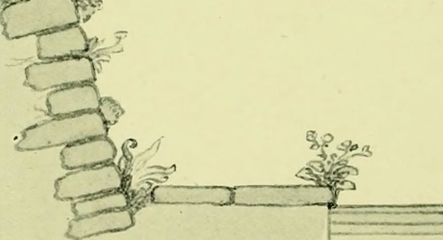 An illustration from Wall and water gardens, 1901, leaf 297