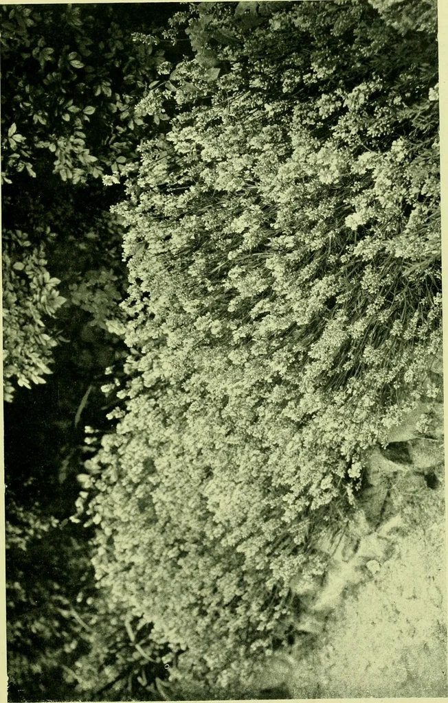 An illustration from Wall and water gardens, 1901, leaf 30
