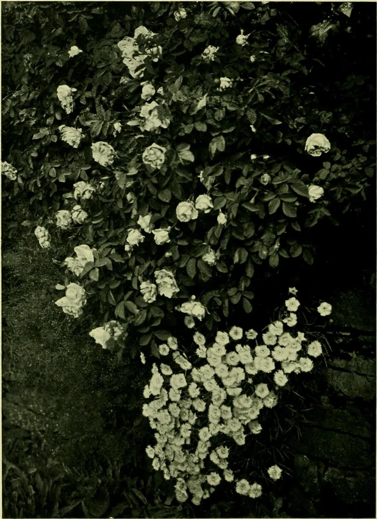 An illustration from Wall and water gardens, 1901, leaf 31
