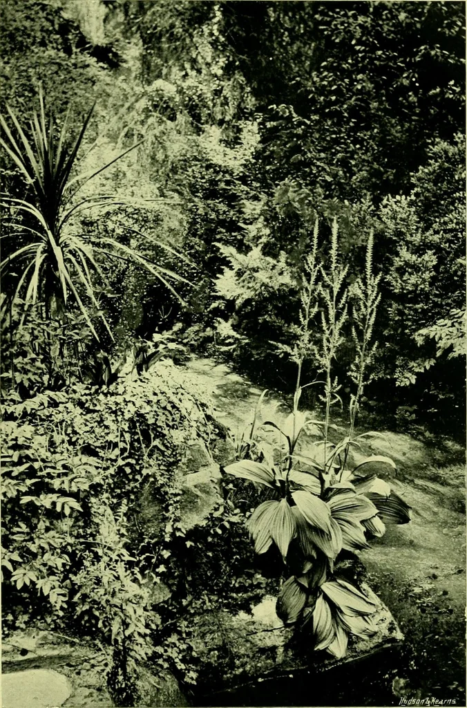 An illustration from Wall and water gardens, 1901, leaf 326