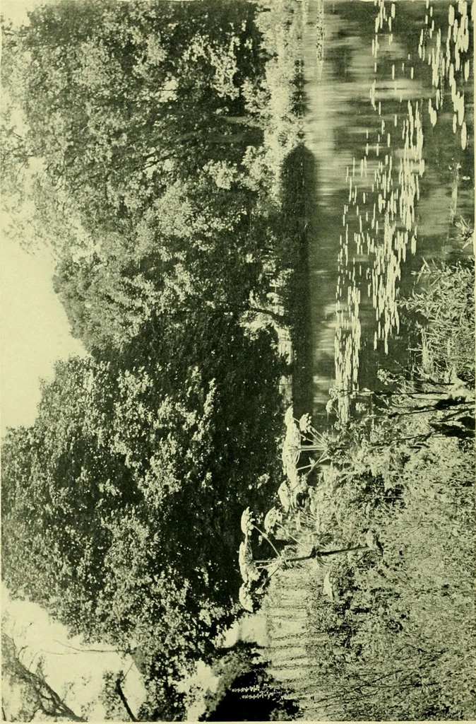 An illustration from Wall and water gardens, 1901, leaf 331