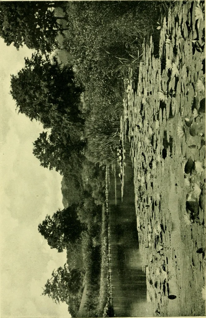 An illustration from Wall and water gardens, 1901, leaf 339