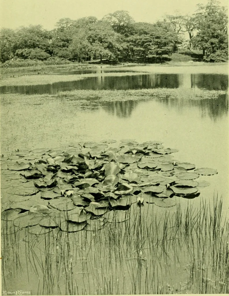 An illustration from Wall and water gardens, 1901, leaf 342