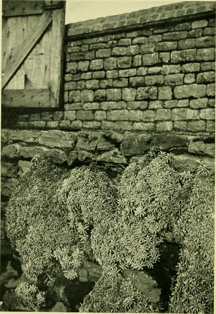 An illustration from Wall and water gardens, 1901, leaf 35