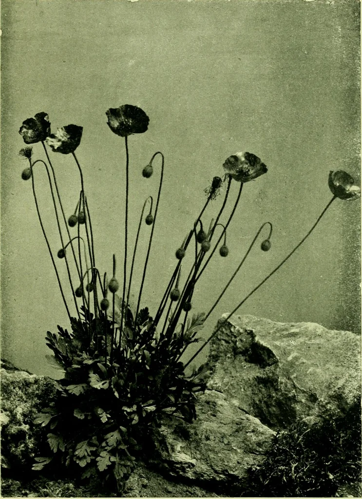 An illustration from Wall and water gardens, 1901, leaf 38