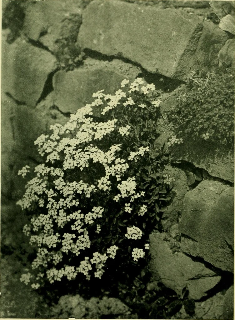 An illustration from Wall and water gardens, 1901, leaf 39