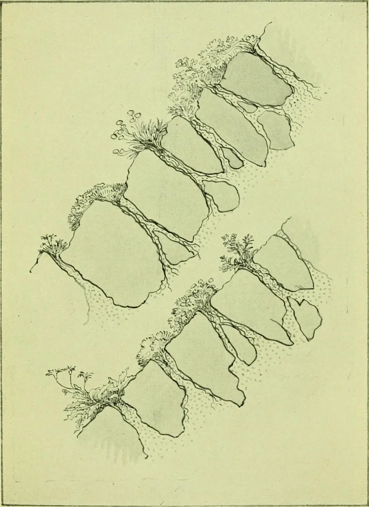 An illustration from Wall and water gardens, 1901, leaf 42
