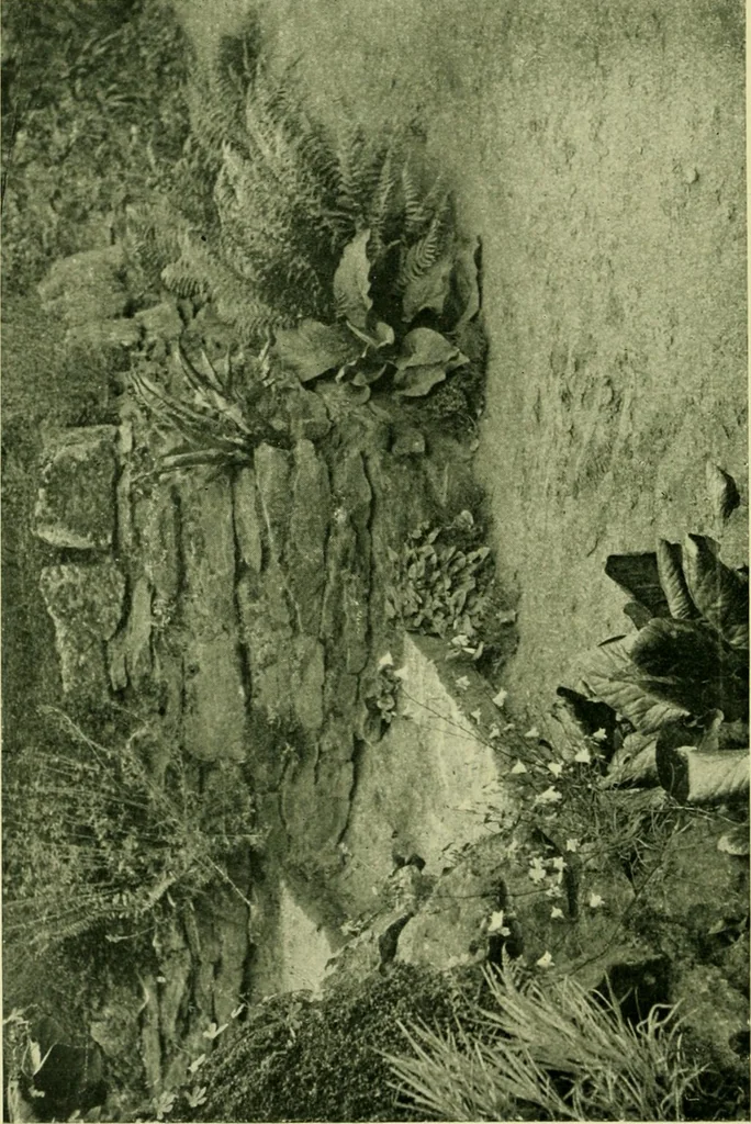 An illustration from Wall and water gardens, 1901, leaf 47