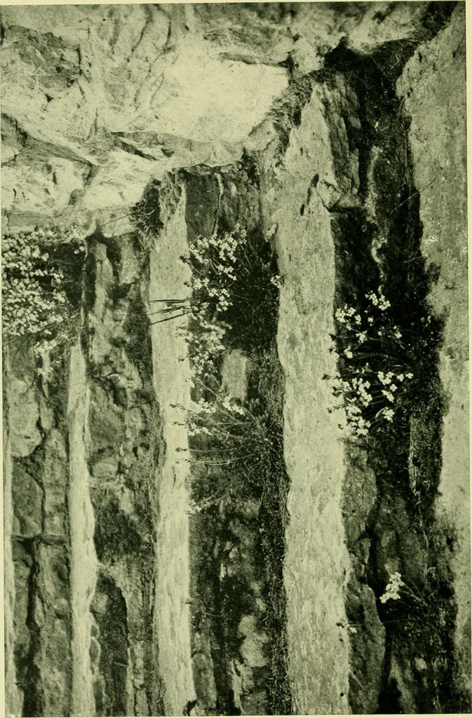 An illustration from Wall and water gardens, 1901, leaf 51
